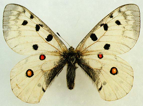 Parnassius apollo hesebolus, male, color image
