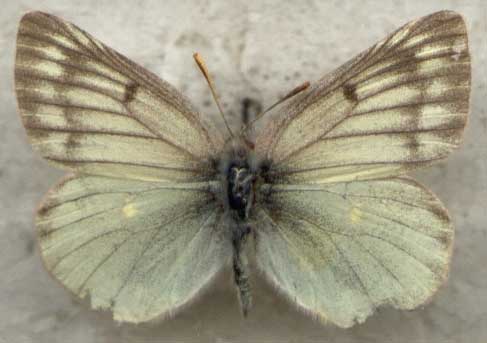 Colias nastes from Kamchatka, color image