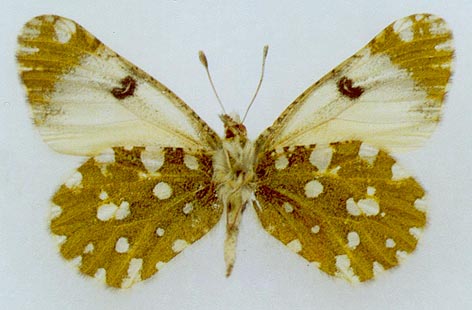 Euchloe naina irina, color image