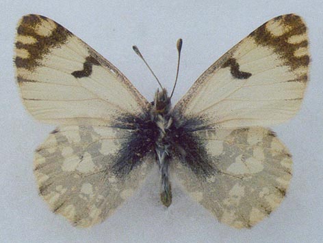 Euchloe naina jakutia, color image