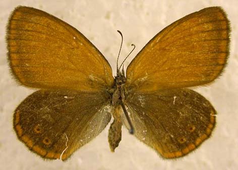 Coenonympha glycerion glycerion, color image