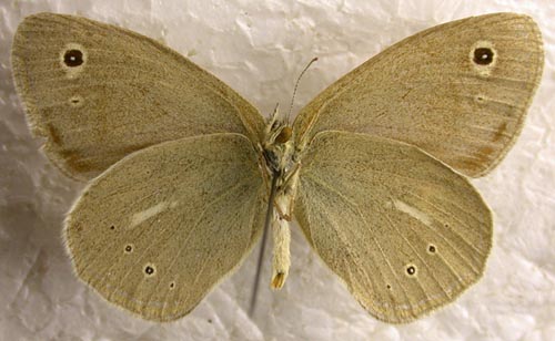 Coenonympha mongolica, color image