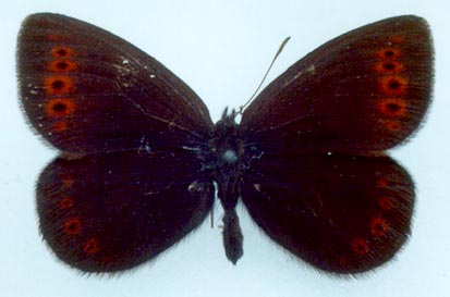 Erebia youngi, color image