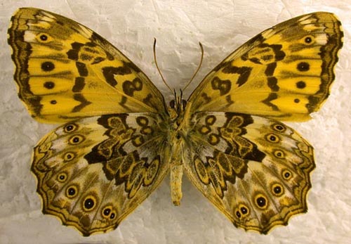Neope niphonica, color image