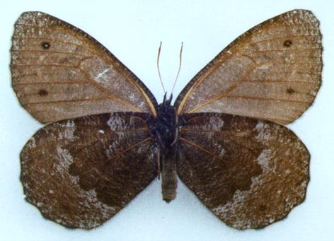 Oeneis actaeoides, color image