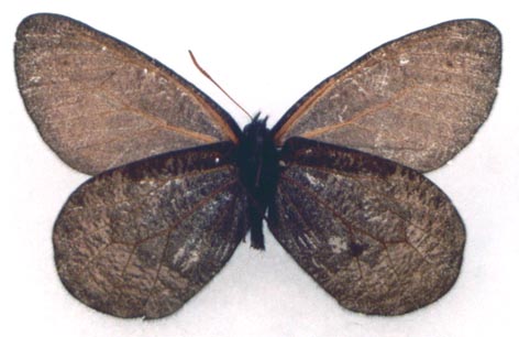Oeneis aktashi sarala, holotype, color image