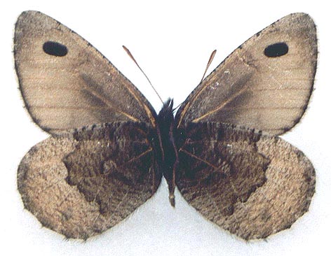 Oeneis elwesi ulugchemi, holotype, color image