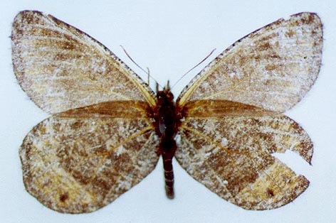 Oeneis alpina exubitor, color image