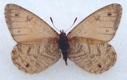 Oeneis sculda pseudosculda, color image