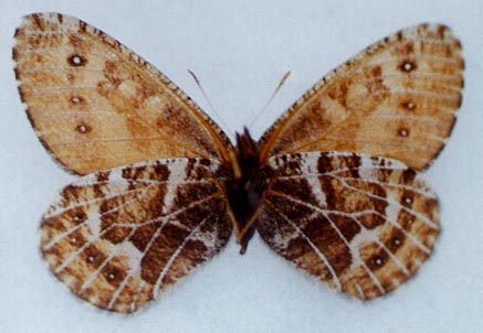 Oeneis sculda vadimi, holotype, color image