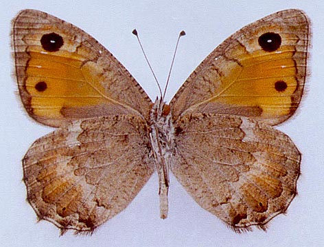 Pseudochazara kopetdaghi, color image