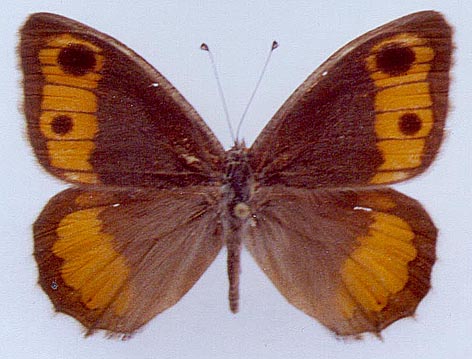 Pseudochazara kopetdaghi, color image